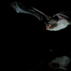 Image for article titled What Can You Learn From Bat Crap in a Bag?